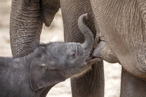 Milk drinking baby giraffe stock photo. Image of mother - 39672366