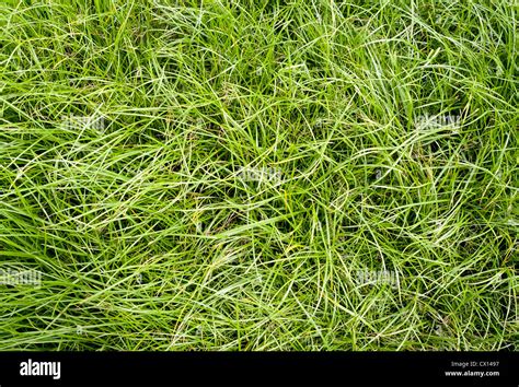 Long grass texture hi-res stock photography and images - Alamy