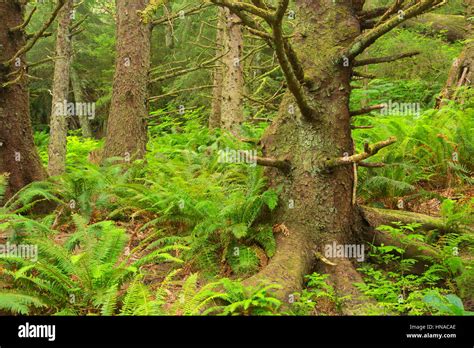 Sitka spruce (Picea sitchensis) forest along Oregon Coast Trail, Ecola State Park, Oregon Stock ...