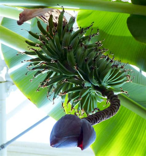 Growing Bananas: Musa Cultivars