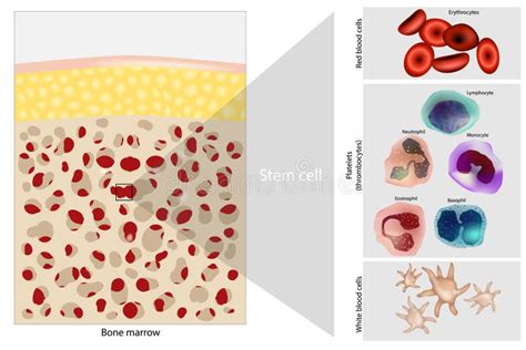 Bone Marrow Stem Cell. Platelets, Red and White Blood Cells Stock Vector - Illustration of cells ...