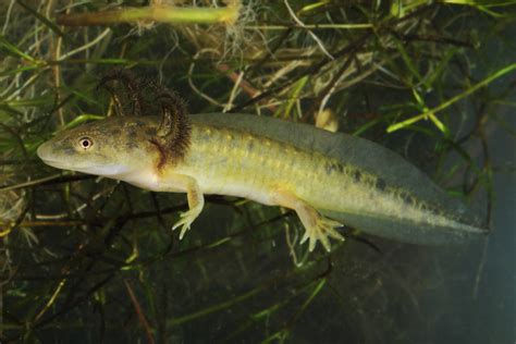 Eastern Tiger Salamander Larvae