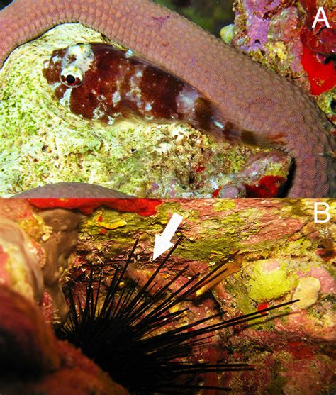 | Acyrtus simon in the natural environment at Trindade Island. A.... | Download Scientific Diagram