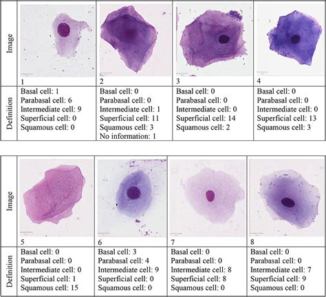 Vaginal Cytology Barrett Veterinary Practice | The Best Porn Website