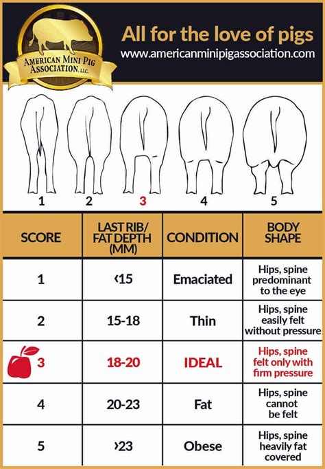 Pig feeding chart by age pdf