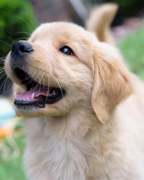 Golden Retriever puppy is smiling happily... .....Do you love cute dogs ...