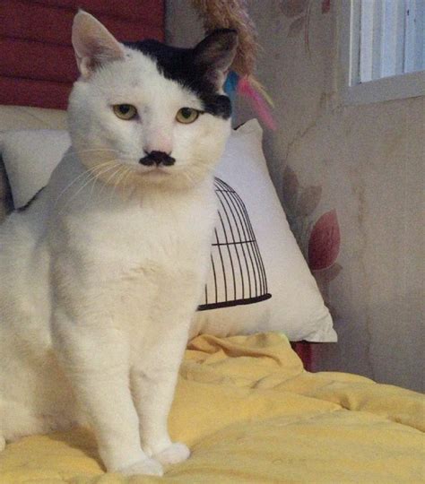 Adolf the Cat : r/cats