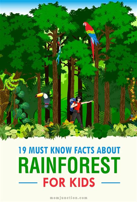 Rainforest Climate Facts For Kids | Kids Matttroy