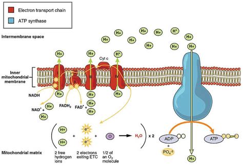 Electron Transport Chain - Oxidative Phosphorylation - TeachMePhysiology