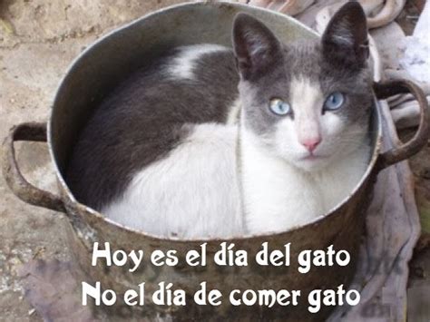 Mundo Loco: Memes por el Día del Gato