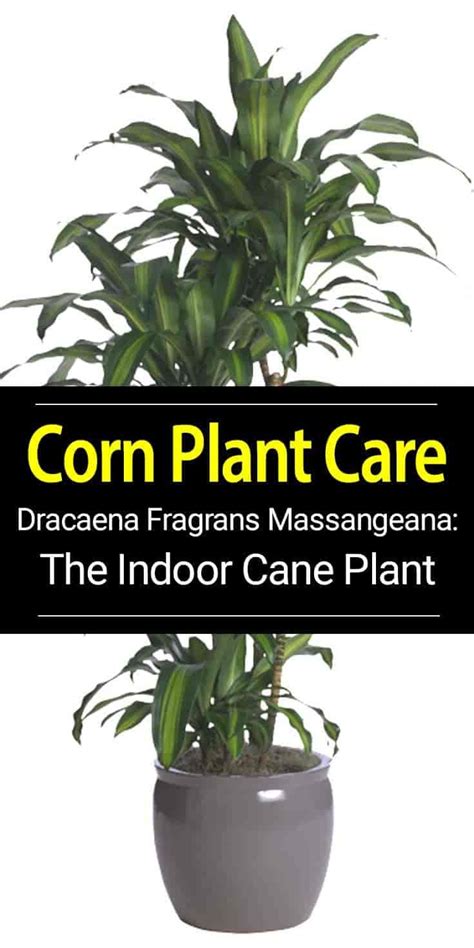 Dracaena Fragrans Massangeana: The Indoor Cane Corn Plant | Corn plant, Corn plant care, Plant ...