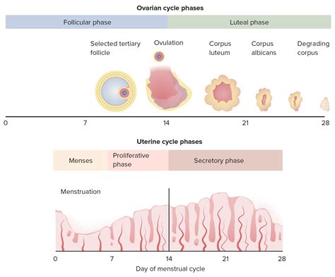 Menstrual Cycle Phases And Hormones