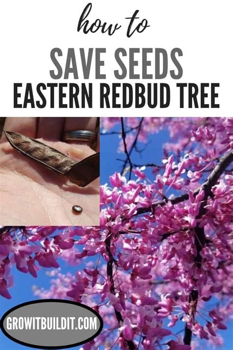 How to save seeds from Eastern Redbud Trees – GrowIt BuildIT