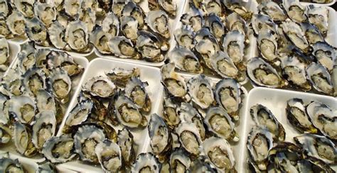 Fresh Oysters for Sale at a Fish Market Stock Image - Image of market ...