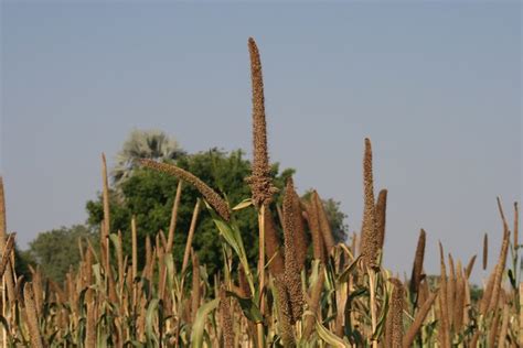 mahangu field | Mahangu is to Namibia what corn is to Ohio. … | Flickr