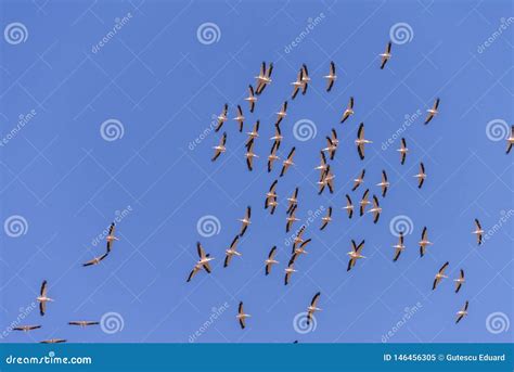 Pelicans Flying in Danube Delta , Romania Wildlife Bird Watching Stock Image - Image of flying ...