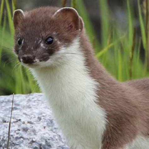 Stoat or Weasel? Weasel or Stoat? — Great English Outdoors