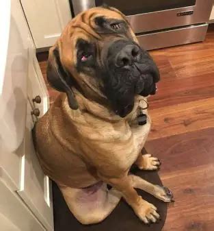 100 Best Dog Names for Male Mastiff - Big Dog Names - The Paws