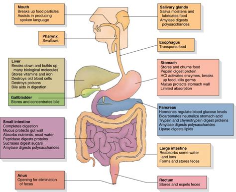 Mrs. Rencher and Mr. Merritt's 4th Grade Class: January 2012 | Human digestive system, Digestive ...