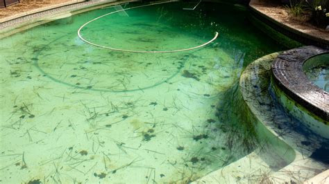 Mustard Algae in Pool: The Ultimate Guide to Eliminating