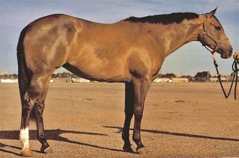 This is an example of a dun, one of AQHA's 17 recognized coat colors. (AQHA photo) Get more coat ...