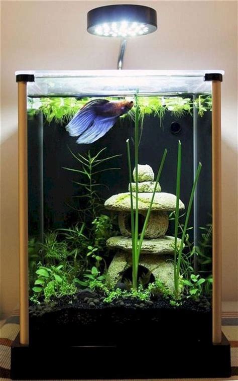 20 Best Betta Fish Aquarium Design | HomeMydesign