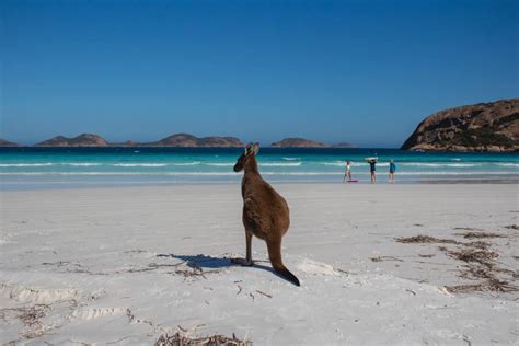 Guide To Seeing The Lucky Bay Kangaroos - Suzy Stories