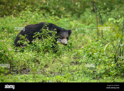 Big Sloth bear or Melursus ursinus vulnerable species encounter in natural habitat during jungle ...