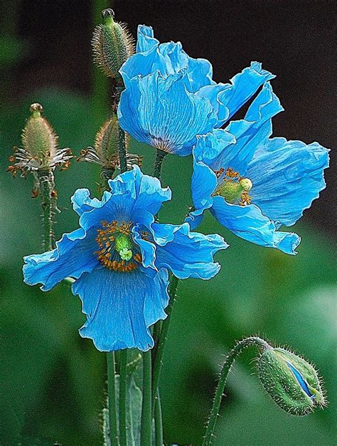 Blue poppy – Artofit