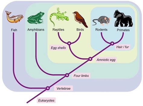 Unit 7: Evolution Diagram | Quizlet