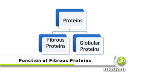 Function of Fibrous Proteins - biomadam