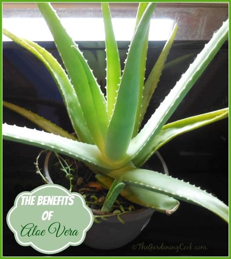 Health Benefits Of Aloe Vera Plant In Bedroom | www.resnooze.com