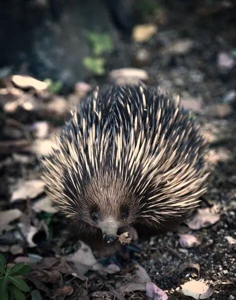 Short-Beaked Echidna - Facts, Diet, Habitat & Pictures on Animalia.bio