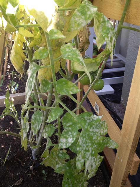 into tomatoes now! got some grey mold? any help? - Culinary Arts, Gardening and Brewing ...