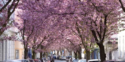 Germany's Cherry Blossom Season Totally Beats Yours | HuffPost