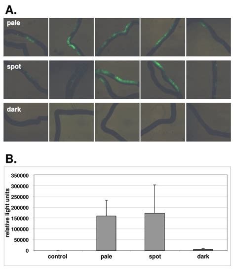 A. A comparison of the transfection efficiency for the control plasmid ...