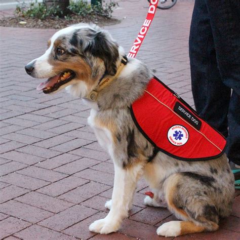 Service Dog Vest Emotional Support Animal Esa Dog Vest | Etsy