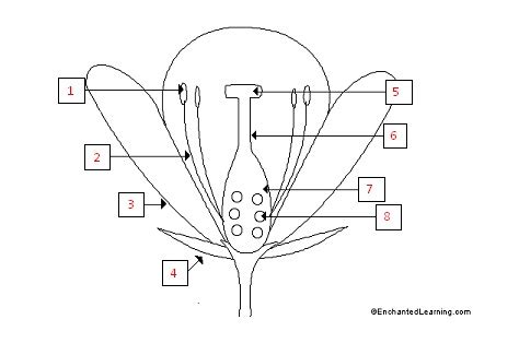 31 Parts Of A Flower Diagram To Label - Labels Design Ideas 2020