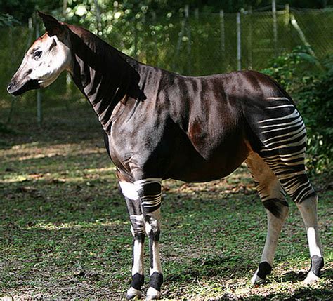 Okapi - Zebra, Giraffe, Horse Mix - FactZoo.com