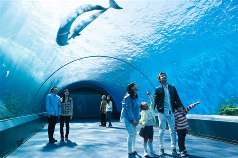 several people standing in front of a tunnel looking at the dolphins swimming through it with ...