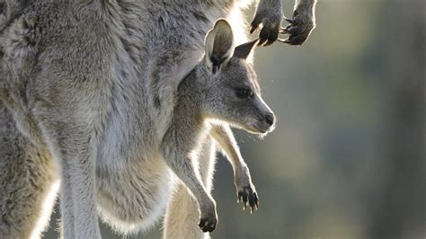 BBC - BBC Earth, Newborn Baby Grey Kangaroo - Attenborough-.mov