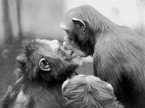 Two Monkeys Kissing