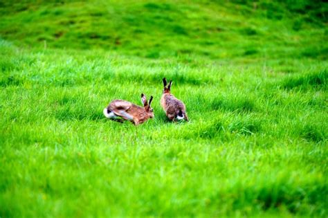 Peak District Wildlife - Hares | Peak District Online