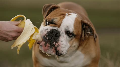 Can Dogs Eat Banana Peels?- Should You Feed Your Dog Banana Peels ...