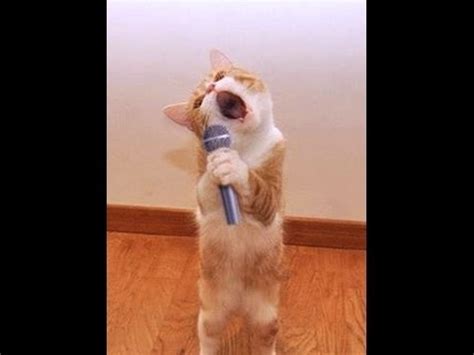 Singing Cat - Meme Guy