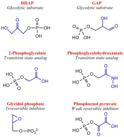 Triose Phosphate Isomerase - Proteopedia, life in 3D