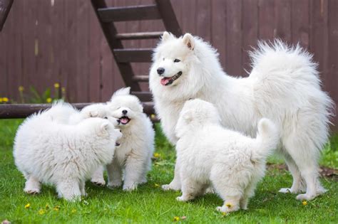 10 Best Samoyed Breeders (2024): Our Top 10 Picks!