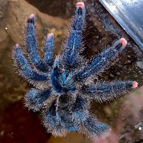 Metallic Pink Toe Tarantula (Avicularia metallica): Care Guide | ThePetFAQ