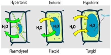 Plasmolysis in Plants - QS Study