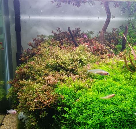 The Secret To Growing Red Aquarium Plants – AQUAPROS